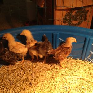 Chicks 2 weeks old3