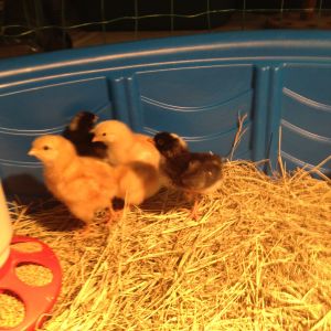Chicks a couple days old