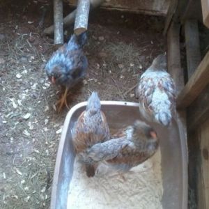 5 weeks
Dust baths