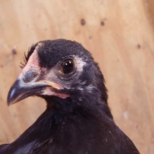 Lilly (Black Australorp) 8 weeks
