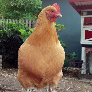 Emma, my puffy and fluffy BO