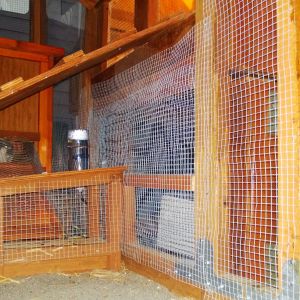 Close up of chicken ladder and rabbit ladder/tunnel