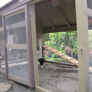 This coop/run was designed based on looking at what seemed like thousands of photos, especially on this website.  Note the Pullet Door, PVC feeder, sand floor (coop too), drip water both inside and outside the enclosure.  There are several roosts inside which you can barely see.  The Pullet Door is solar with photo sensor to open and close it automatically.  Awesome!