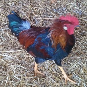 New rooster in all his glorious color.  Can anyone identify.