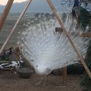 White Peacock and girlfriend Pied Peahen
