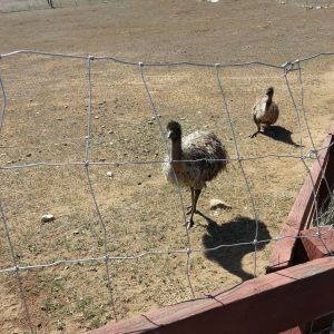 Still not sure if we have male/female or a pair.   Keep waiting to hear a growl or boom