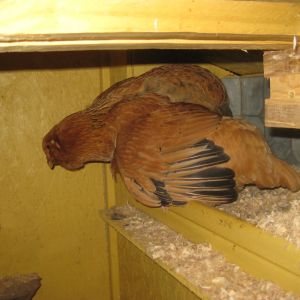 This is how my chickens sleep at night!  The big one is Coco and the one under her wing is Sunny.  Sunny actually snuggles up under Coco's wing!  I just LOVE these 2 girls so much!