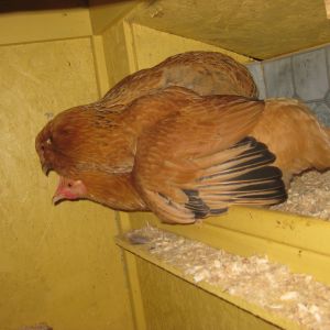 This is how my chickens sleep at night!  The big one is Coco and the one under her wing is Sunny.  Sunny actually snuggles up under Coco's wing!  I just LOVE these 2 girls so much!  That's Sunny peeking out!