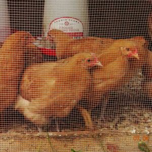 Need help on this one. They are almost 11 weeks old, and a few look like roo's to me. HELP!!!!! Supposed to have all hens!!!