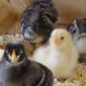 3 weeks old

doms and ee
