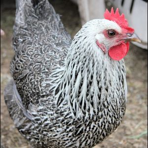 Silver Penciled Iowa Blue Pullet - 6 months