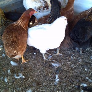 golden sexlink, black sexlink, ameraucana hens