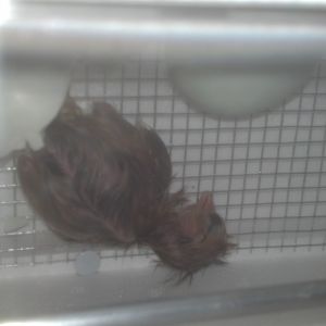 first baby to hatch on june 25 ameraucana cross
