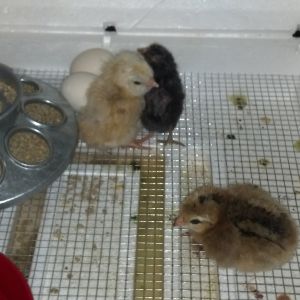 babies hatched june 25