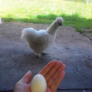 *
our first egg! From our newly adopted silkie hen "Luna Lovegood" July 2013