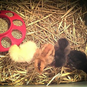 *
the first famous four, L-R: Buffy the Grubb Slayer (Buff orpington) Ginger (red sex links) Rabbit (americauna) and Morticia Adams (Black sex links)
