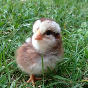 Easter Egger (Ameraucana)