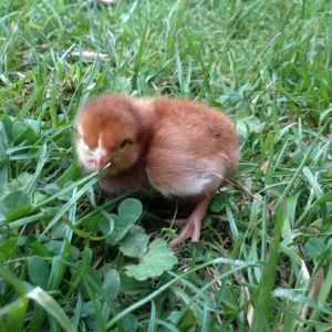 Rhode Island Red