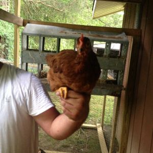 One of our rhode island red hens named Marley!