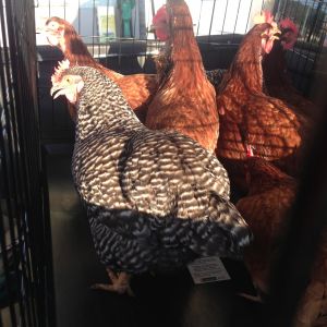 Our barred rock and rhode island reds on the way to their new coop