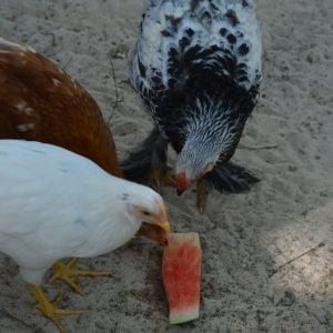they love watermelon on hot days