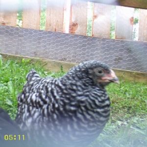 Pebbles, I believe she is a Barred Rock about 3 months old