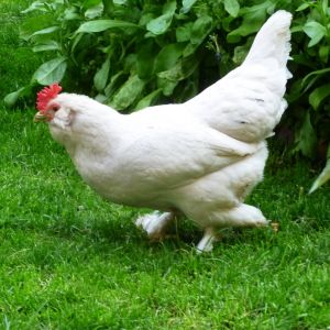 white marand hen
Rare Breed Poultry
Azerbaijan breeds
rare race 
Marand