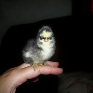 BARRED ROCK X EASTER EGGER