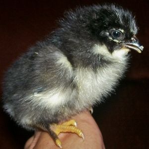 BARRED ROCK X EASTER EGGER