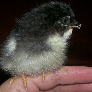 BARRED ROCK X EASTER EGGER