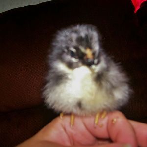 BARRED ROCK X EASTER EGGER
