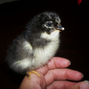 BARRED ROCK X EASTER EGGER