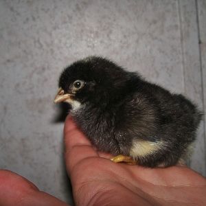 BARRED ROCK X EASTER EGGER