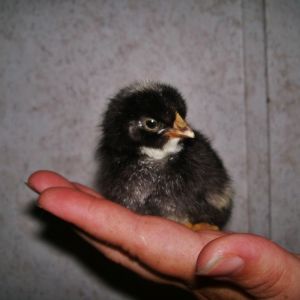 BARRED ROCK X EASTER EGGER