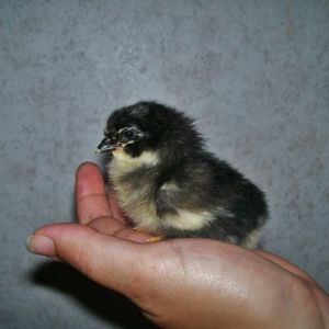 BARRED ROCK X EASTER EGGER