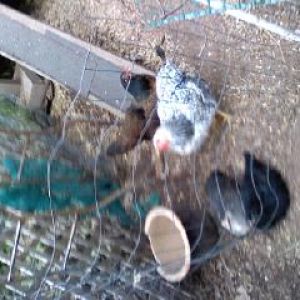 All 4 girls, Mid-May 2013