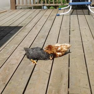 Speckles is having a nice nap under Prissy while they are sunning themselves!