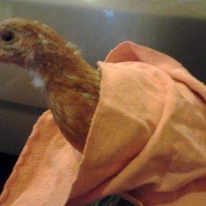 Prissy is nice and warm under her blanket!