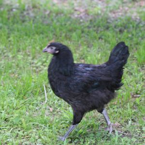 Dolly the Australorp