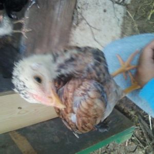 Female Thai chick that loves perching on peoples' arm/leg. 1month