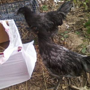 Male Black and Blue sumatra. both 4month