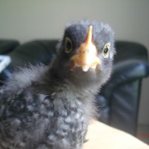 Little Speckles is trying to attack the camera!