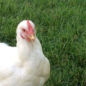 close up of her beak when I got her I think it is growing out hate that they clip the beak