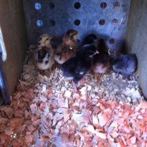 Day old chicks