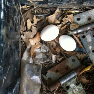 Chickens will lay eggs almost anywhere