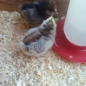 Our chicks week 1.