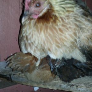 Momma Phoenix with chicks roosting for the first time