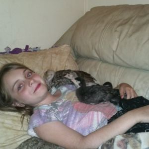 Nap time with the turkeys