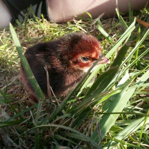 tiny new chick hatched by a broody brahma momma