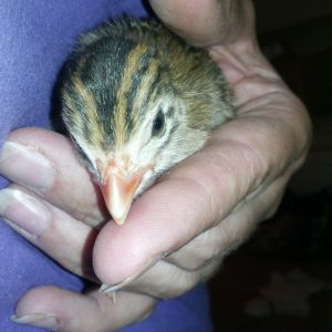 first time adventure with the guinea keets